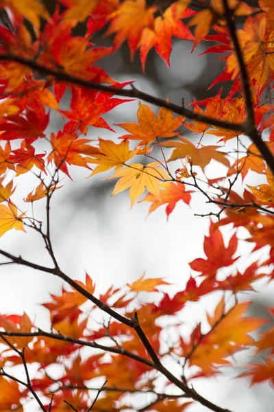Осінній пейзаж у Японії — стокове фото