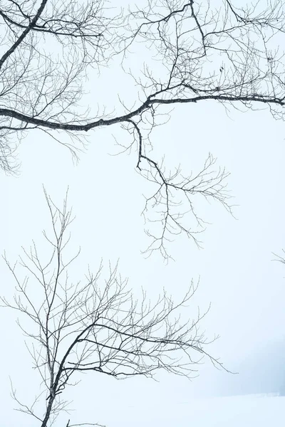 Дерево зимой в Японии — стоковое фото