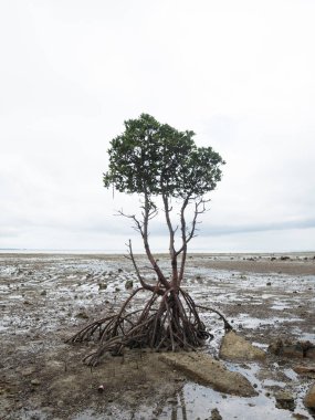 mangrov okinawa Japonya'da