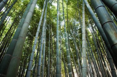 Japonya 'daki Bambu Ormanı