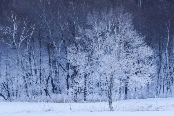 Paysage hivernal à hokkaido — Photo