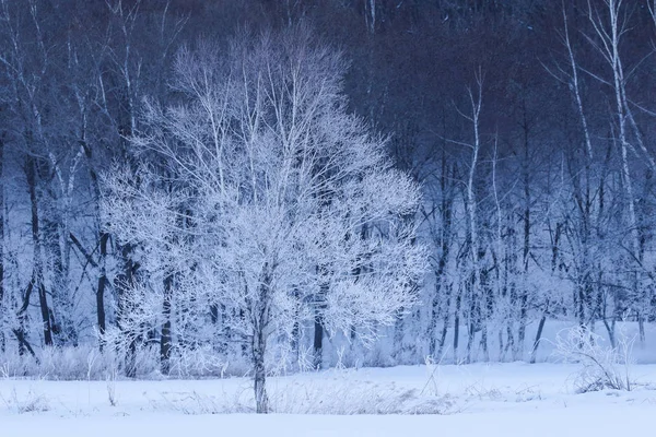 Paisagem de inverno em hokkaido — Fotografia de Stock