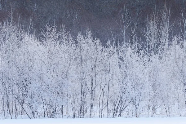 Paisagem de inverno em hokkaido — Fotografia de Stock