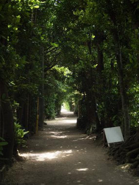 okinawa sokakta ağaç