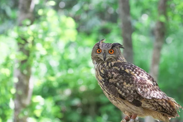 owl in green forest