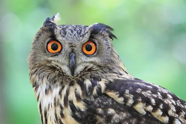 Eule im grünen Wald — Stockfoto