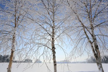 Hokkaido'da kış manzarası