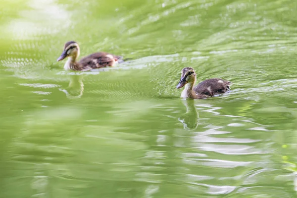 Kleine eenden zwemmen in de vijver — Stockfoto