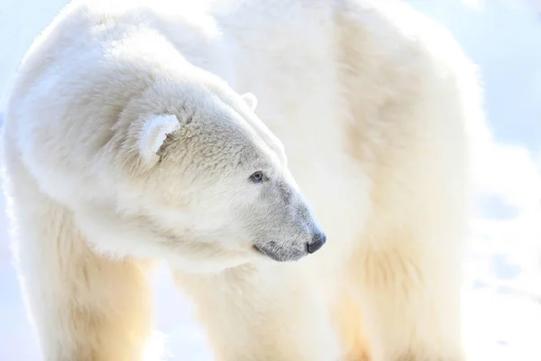 White bear på vintern — Stockfoto