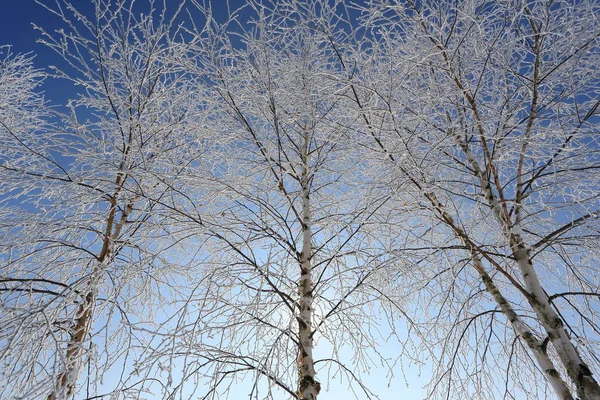 Paisaje de invierno en hokkaido —  Fotos de Stock