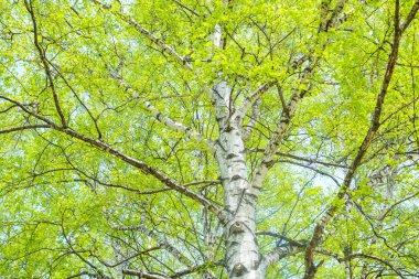 bahar beyaz huş ağacı