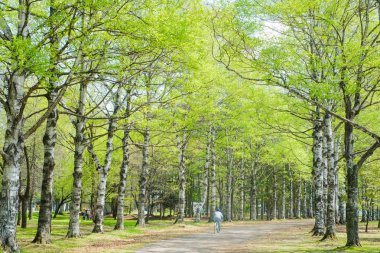 bahar beyaz huş ağacı