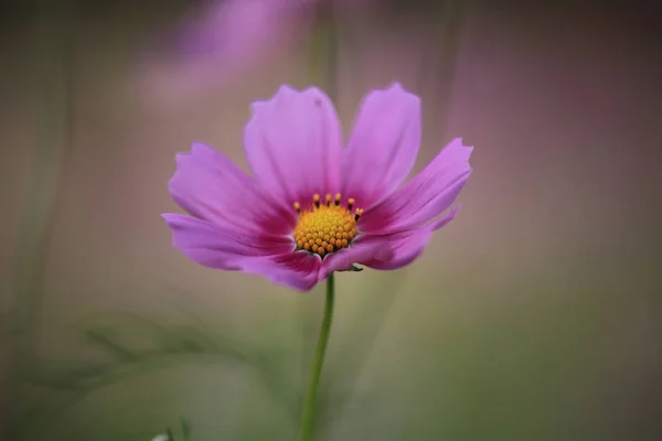 Cpsmos viola in autunno — Foto Stock