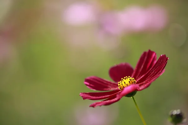 Cpsmos violet en automne — Photo