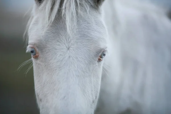Белый конь на хоккайдо — стоковое фото