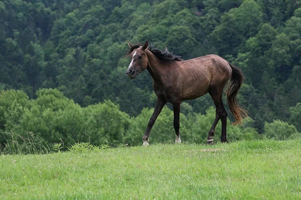 Caballo en el pasto de verano —  Fotos de Stock