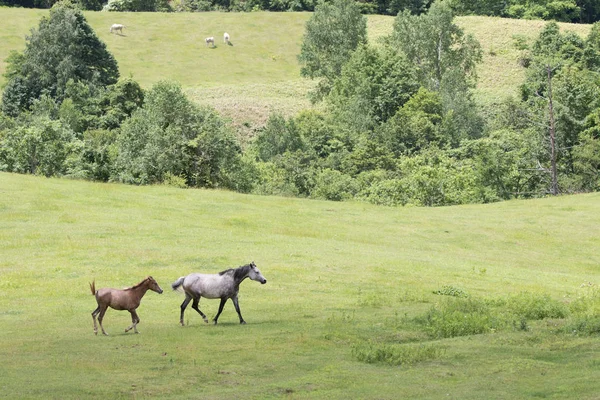 Caballo en el pasto de verano —  Fotos de Stock