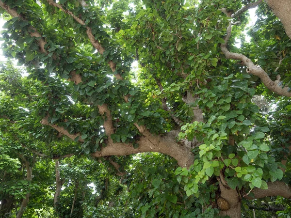 Μεγάλο δέντρο banyan στην Οκινάουα — Φωτογραφία Αρχείου