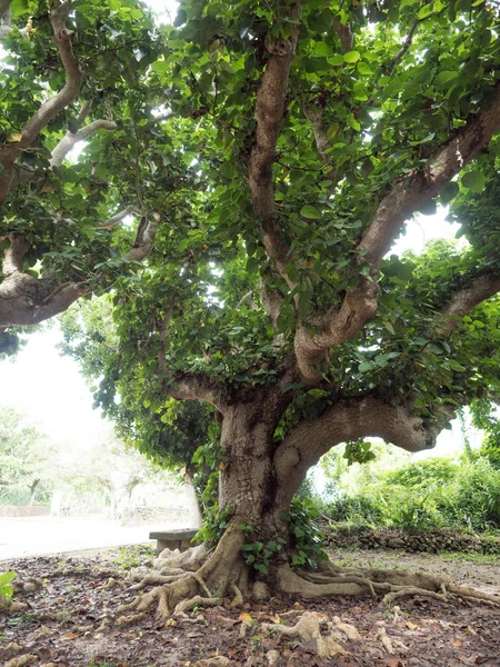 Μεγάλο δέντρο banyan στην Οκινάουα — Φωτογραφία Αρχείου