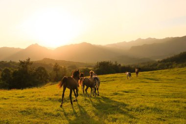 Yaz aylarında çalışan atlar