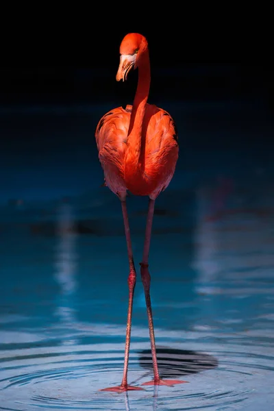 Soporte de flamenco en agua — Foto de Stock