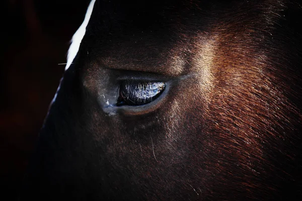 Лицо лошади крупным планом — стоковое фото