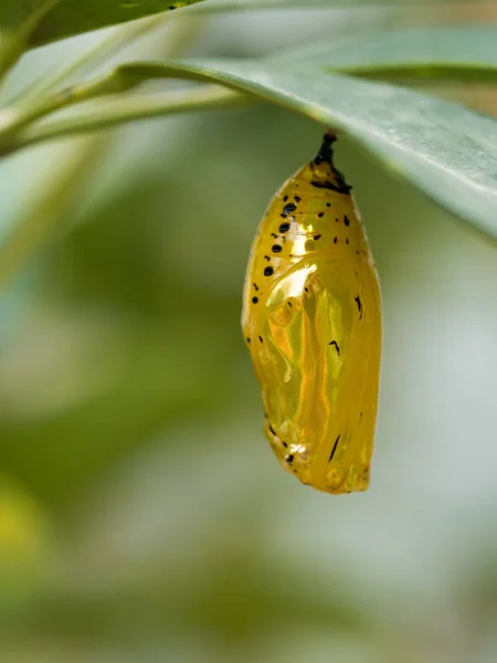 Okinawa altın pupa