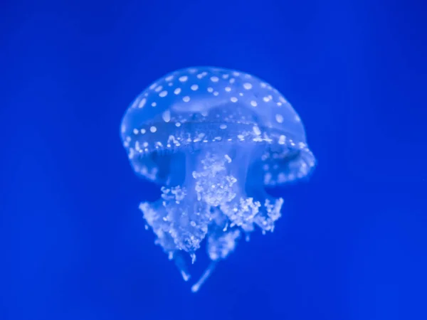 Medusas en el mar azul —  Fotos de Stock