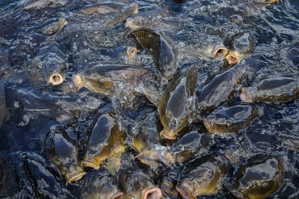 Många karp i dammen — Stockfoto