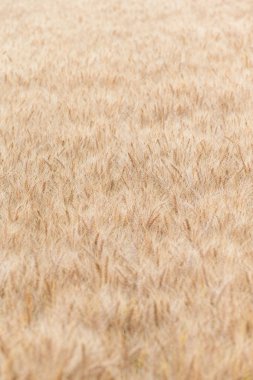 Buğday alan Japonya