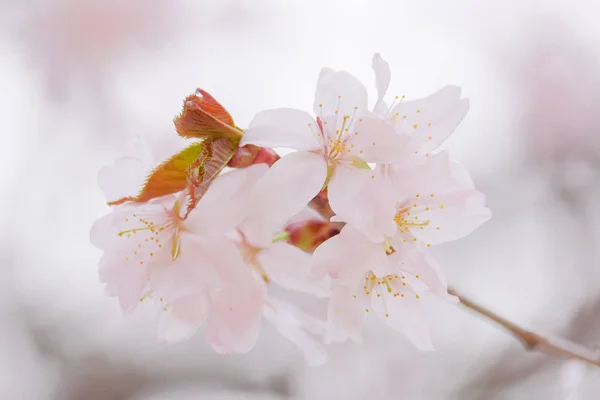 Cseresznyevirág tavasszal — Stock Fotó