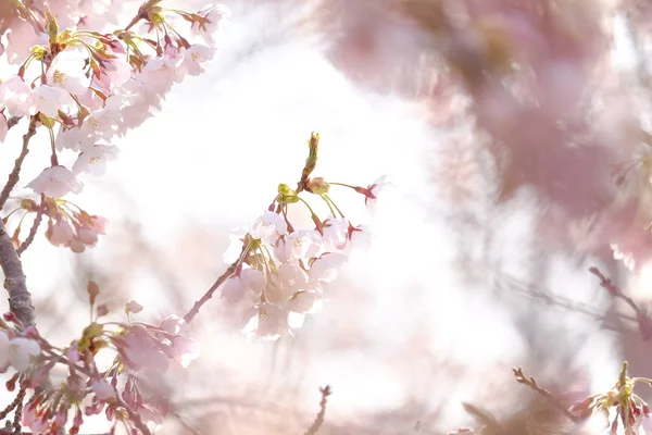 Körsbärsblommor på våren — Stockfoto