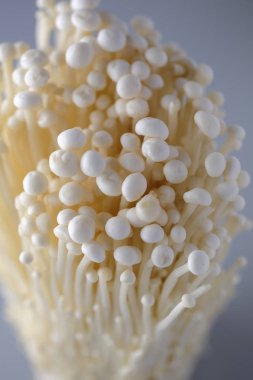 Japonya'da beyaz mashroom