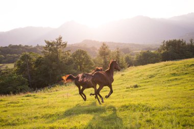 Yaz arazide çalışan atlar