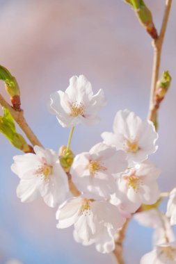 İlkbaharda kiraz çiçekleri
