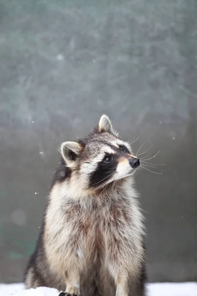 Raccoon in winter hokkaido — Stock Photo, Image