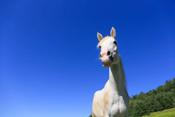 Cavalo branco e céu azul — Fotografia de Stock