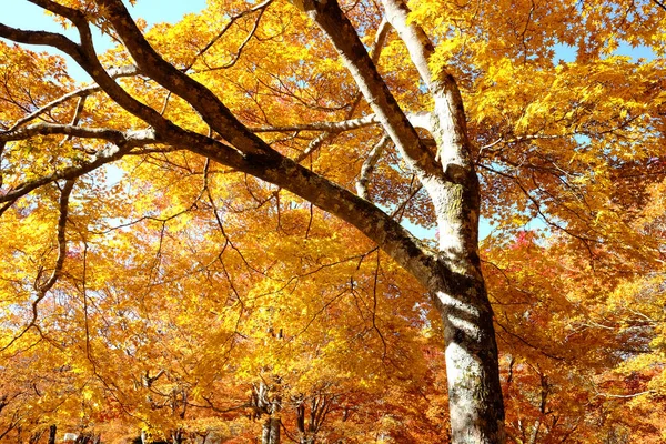 Jesienny krajobraz w Japonii — Zdjęcie stockowe