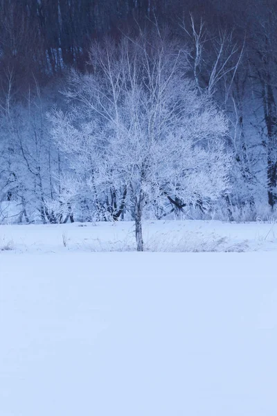 Paisagem de inverno em hokkaido — Fotografia de Stock