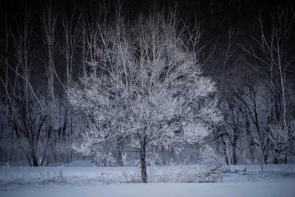 北海道の冬の風景 — ストック写真