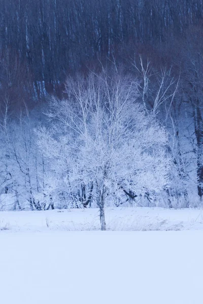 Winterlandschaft im Hokkaido — Stockfoto
