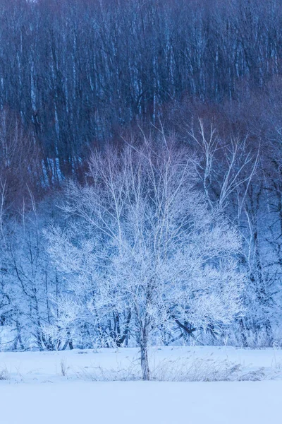 Paisagem de inverno em hokkaido — Fotografia de Stock