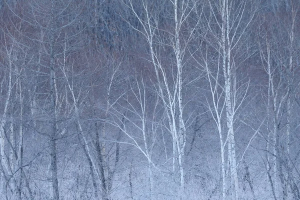 在北海道冬季景观 — 图库照片