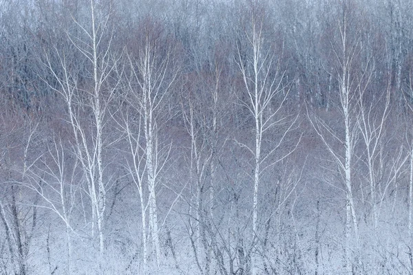 Χειμωνιάτικο τοπίο στο Χοκάιντο — Φωτογραφία Αρχείου