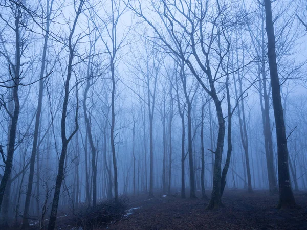 Wald im Nebel — Stockfoto