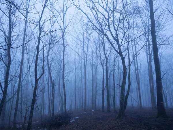 Bos in de mist — Stockfoto