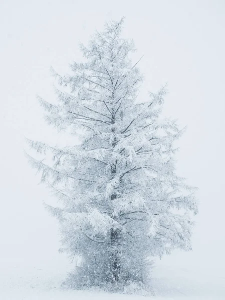 Baum im Winter Hokkaido — Stockfoto