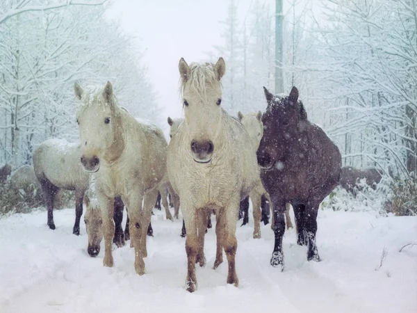 Лошадь зимой hokkaido — стоковое фото