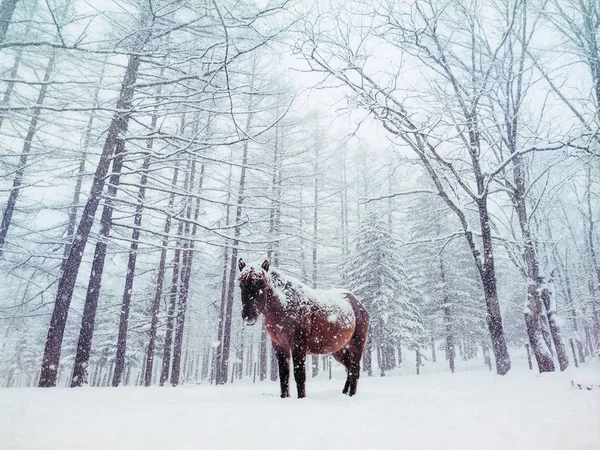 Häst på vintern hokkaido — Stockfoto