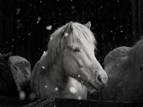 Cavalo em hokkaido de inverno — Fotografia de Stock